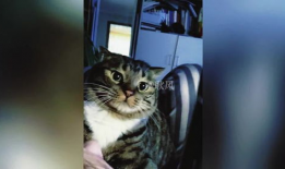 猫视频,猫视频里的趣味瞬间